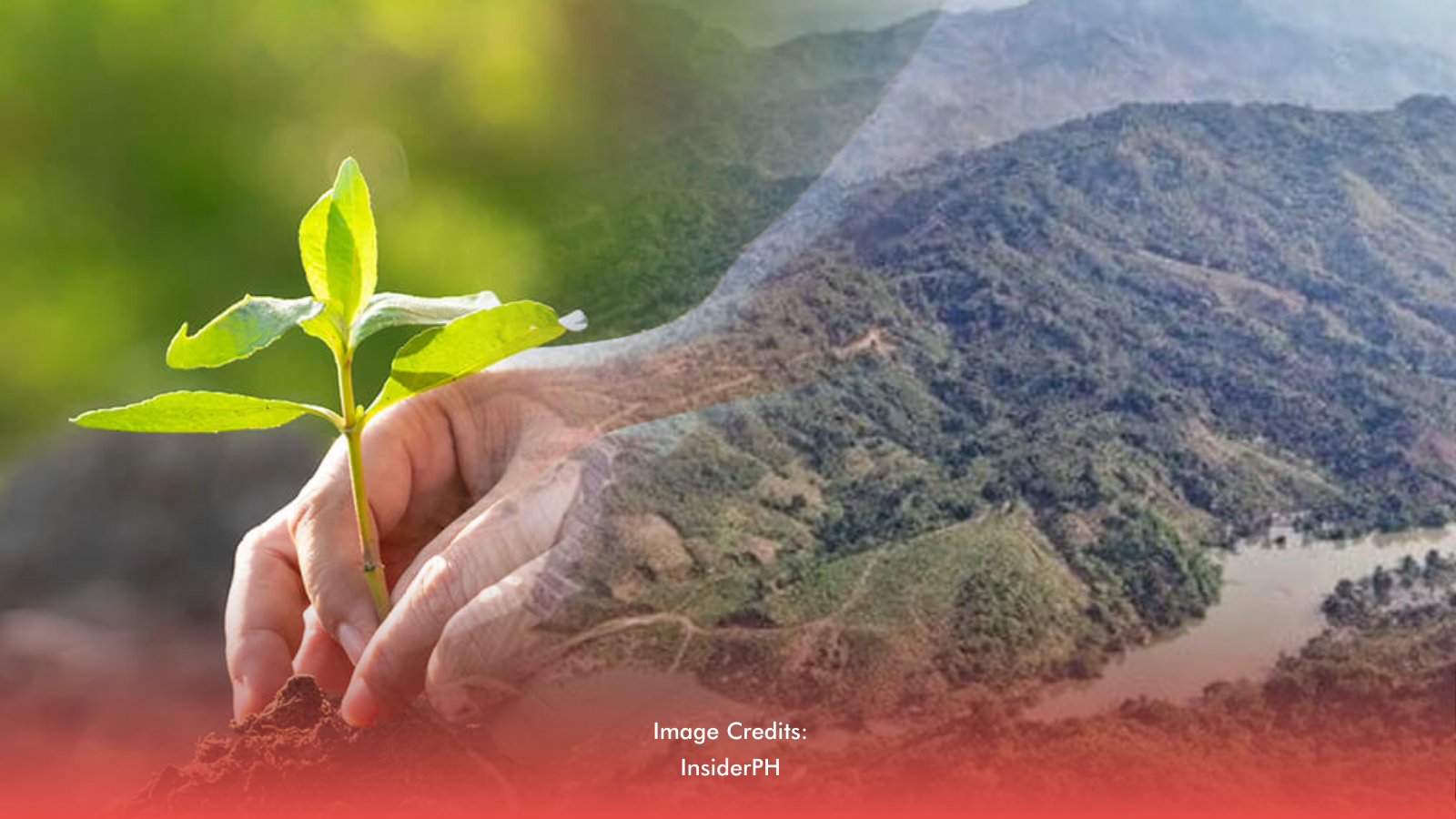 DENR Eyes 3M New Trees In Marikina River Basin Reforestation
