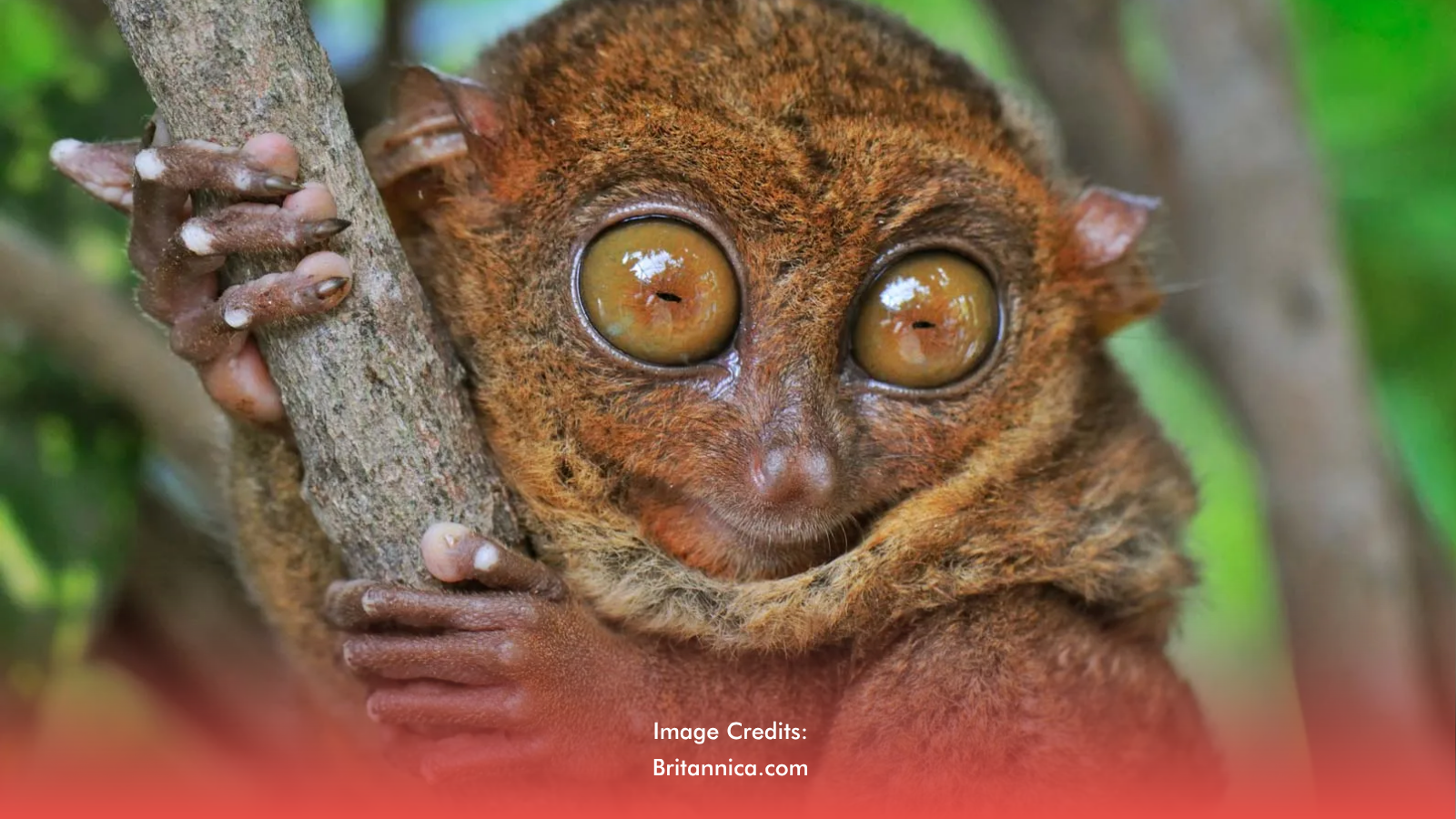 PH Tarsiers Found In More Areas Than Expected, Thanks To Facebook Study