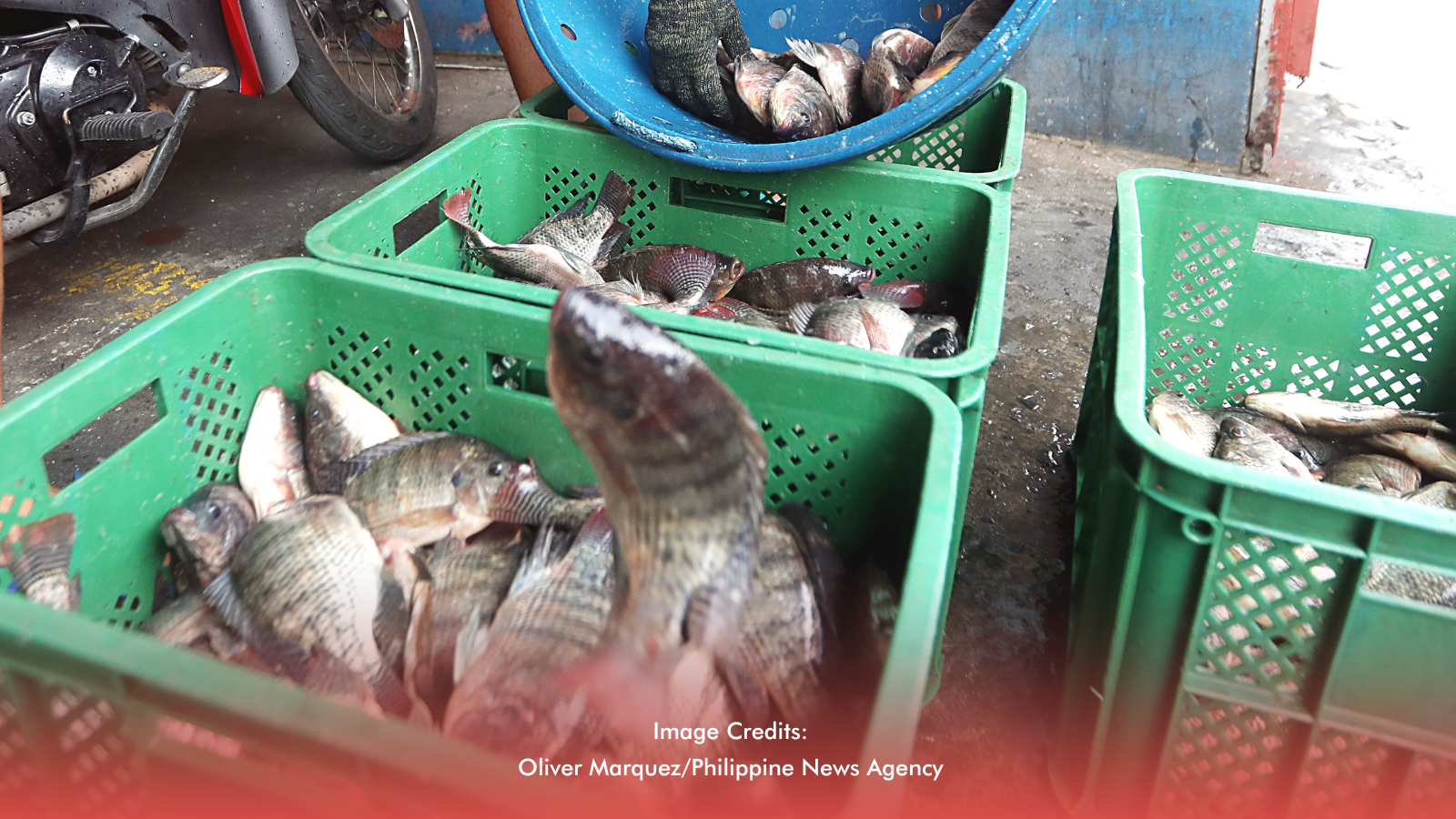 BFAR Pushes For Collaboration To Advance Tilapia Industry In PH