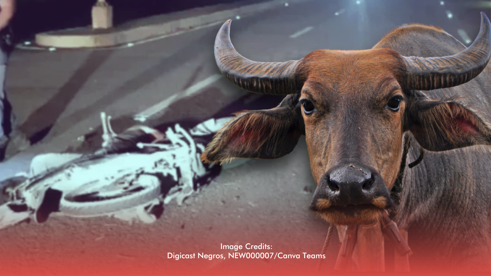27-Year-Old Dies In Bacolod Road Crash After Hitting Stray Carabao