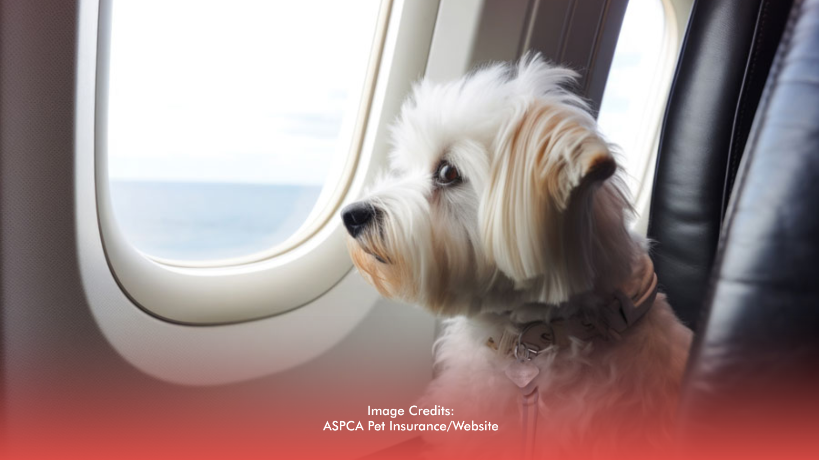 No More Goodbyes At The Airport—PAL Lets Small Dogs Fly Beside You