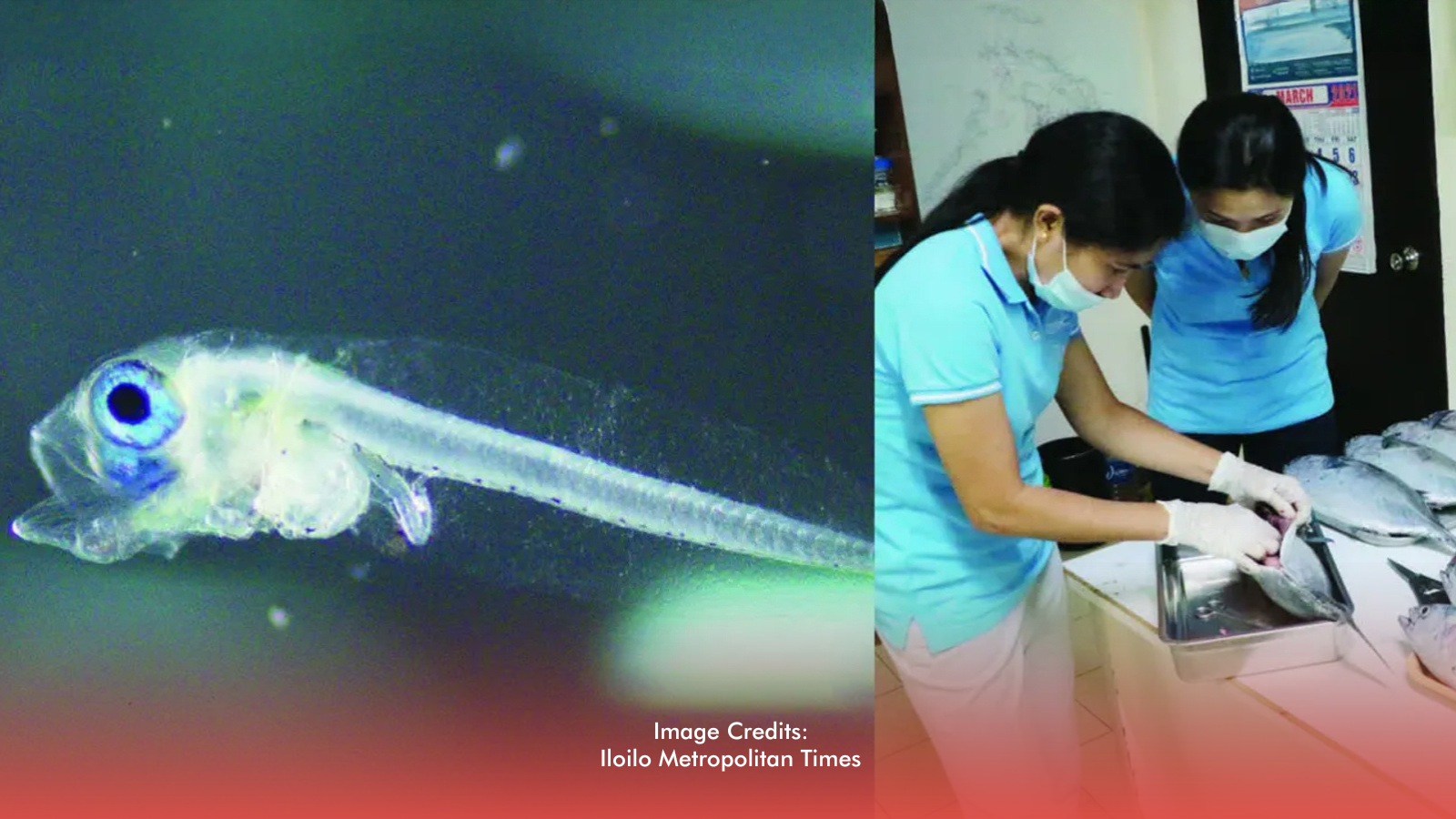 Iloilo Records Global First In Captive Spawning Of Mackerel Tuna 