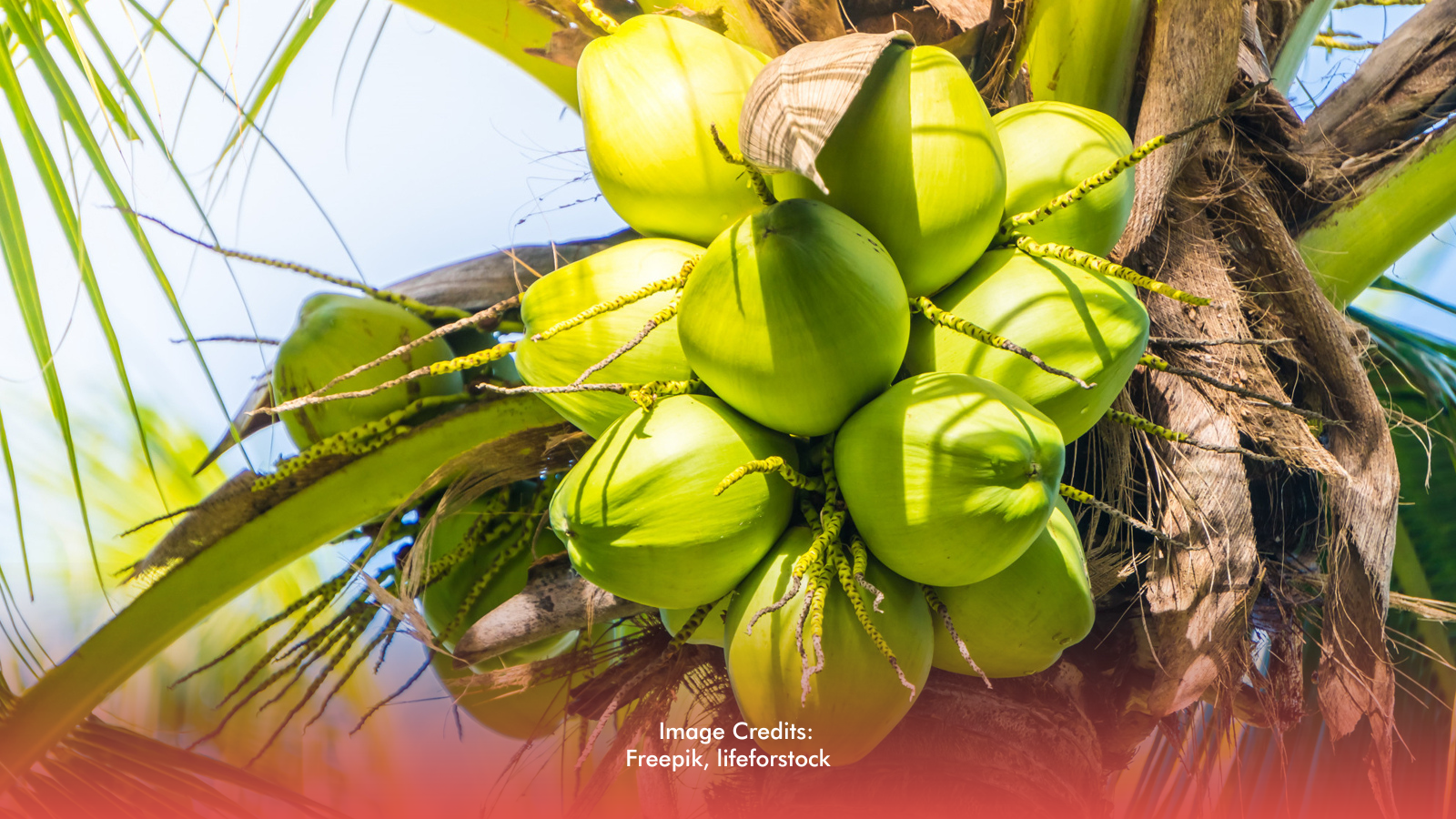 PH Sets Sights On Becoming World’s Top Coconut Exporter