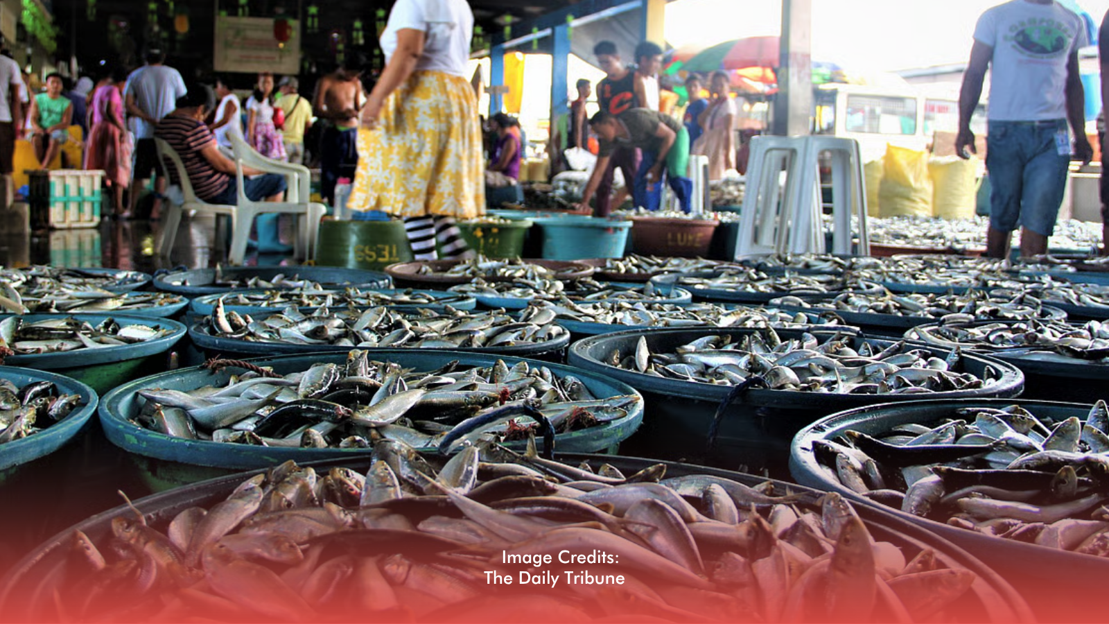 Zamboanga Sardine Crisis Raises Concerns Over National Fish Supply