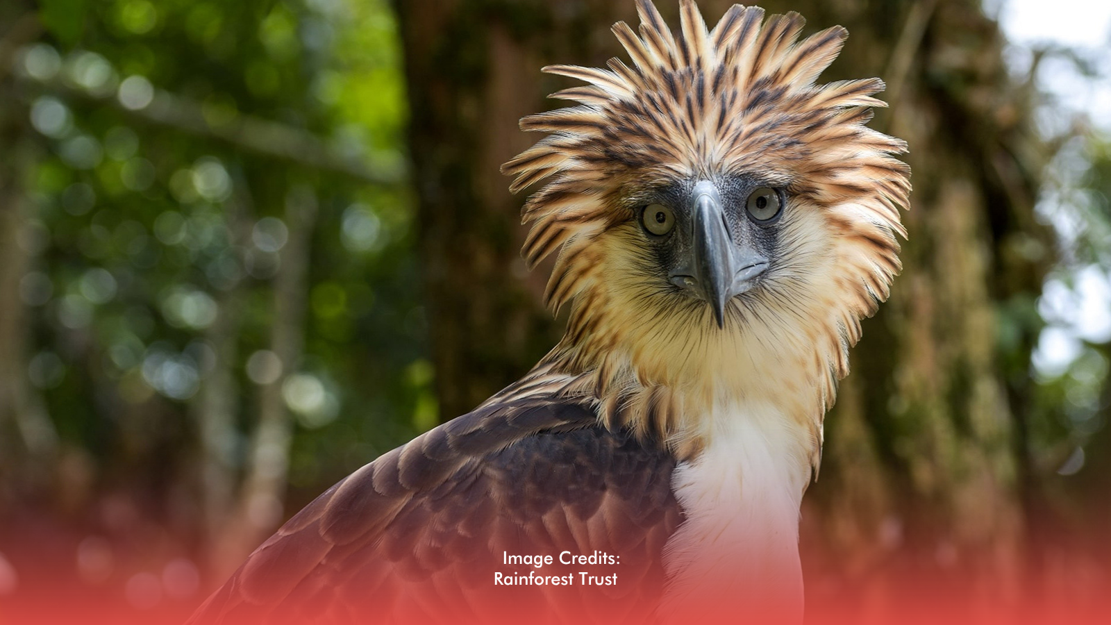 Agencies Unite To Protect Philippine Eagle, Rebuild Habitats In Eastern Visayas
