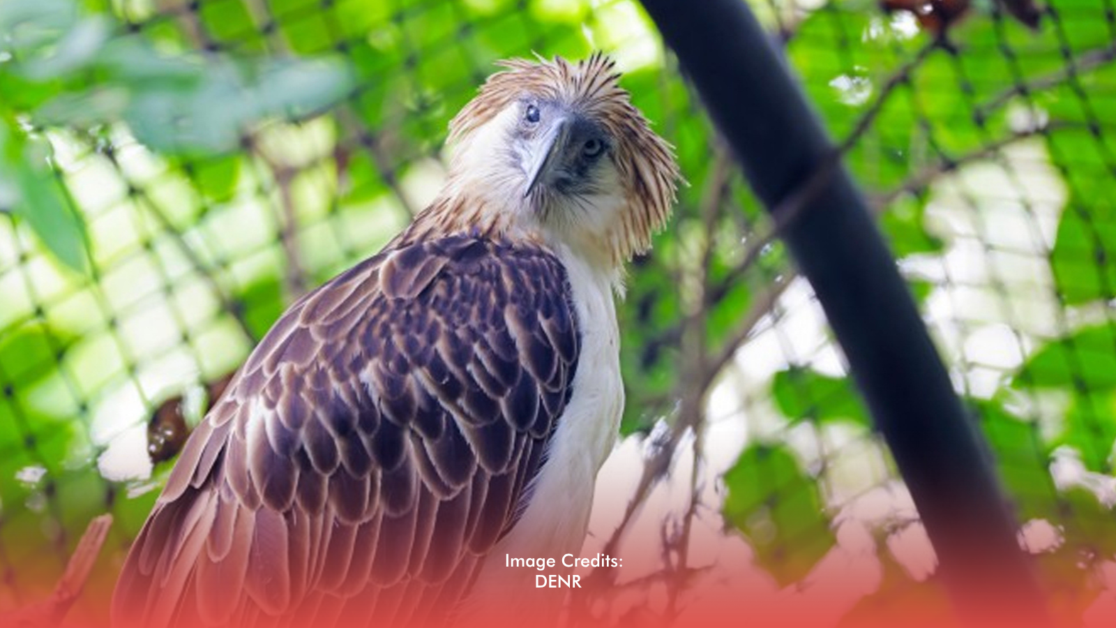 PH Eagle Outlives Expected Lifespan In Captivity, Marking Conservation Win
