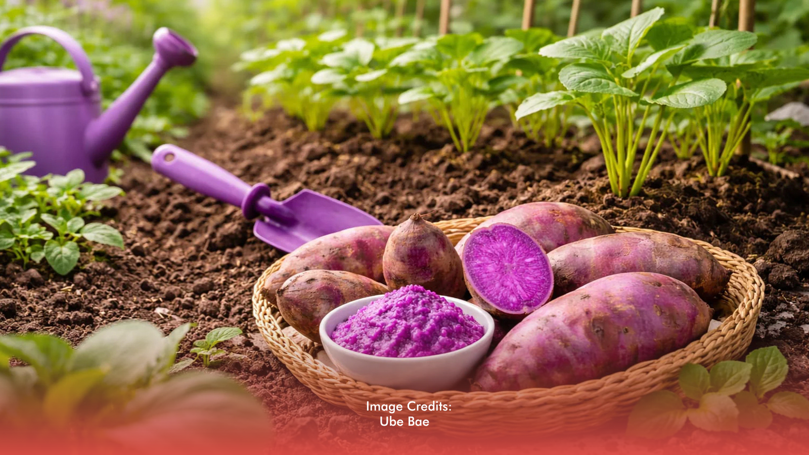 P2.6M Ube Planting Materials Rolled Out In Leyte And Bohol