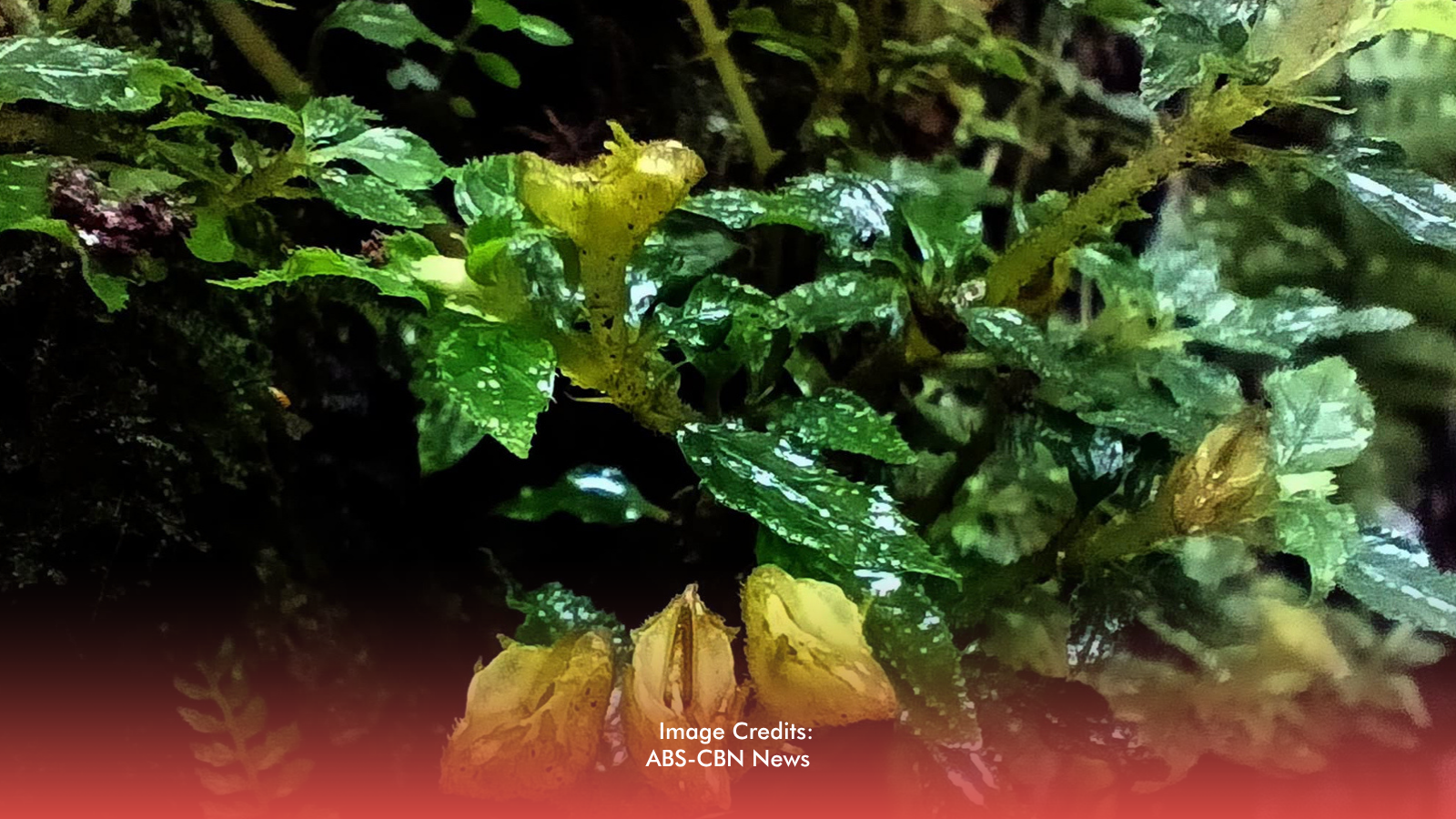 Rare Plant Rediscovered in Mount Apo After More Than a Century