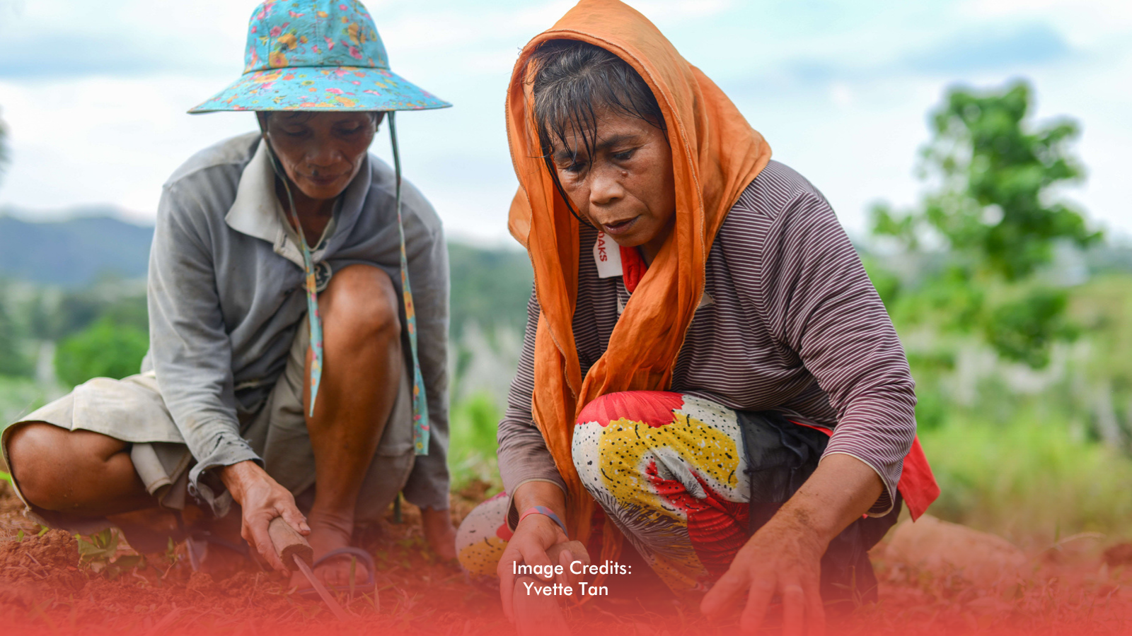 Negros Farmers Receive P410.28M Aid Amid Sugarcane Pest Infestation