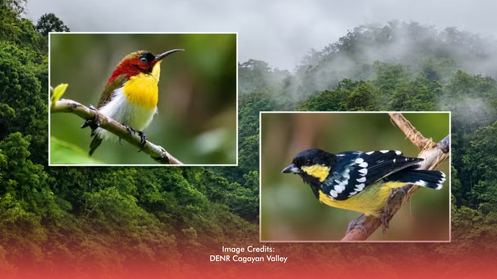 Nueva Vizcaya Conducts Bird Inventory to Support Ecotourism Dev
