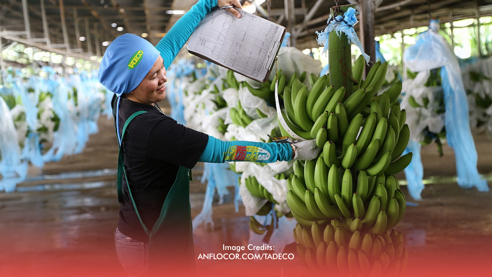 PH Farm Exports Drop to $555-M in August Despite Overall Export Surge
