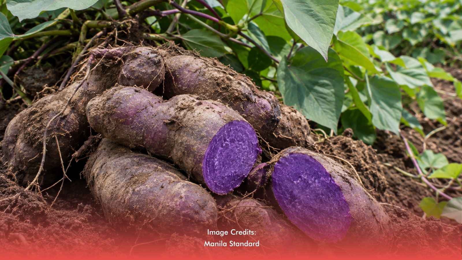 Ube has long been familiar to Filipinos, used to spice up desserts and comfort food.