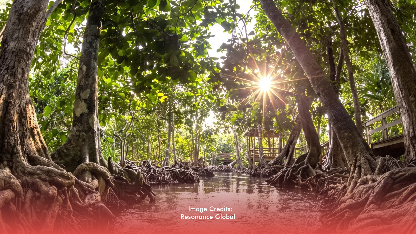 PH Joins Countries With Growing Mangrove Cover Over the Last 40 Years