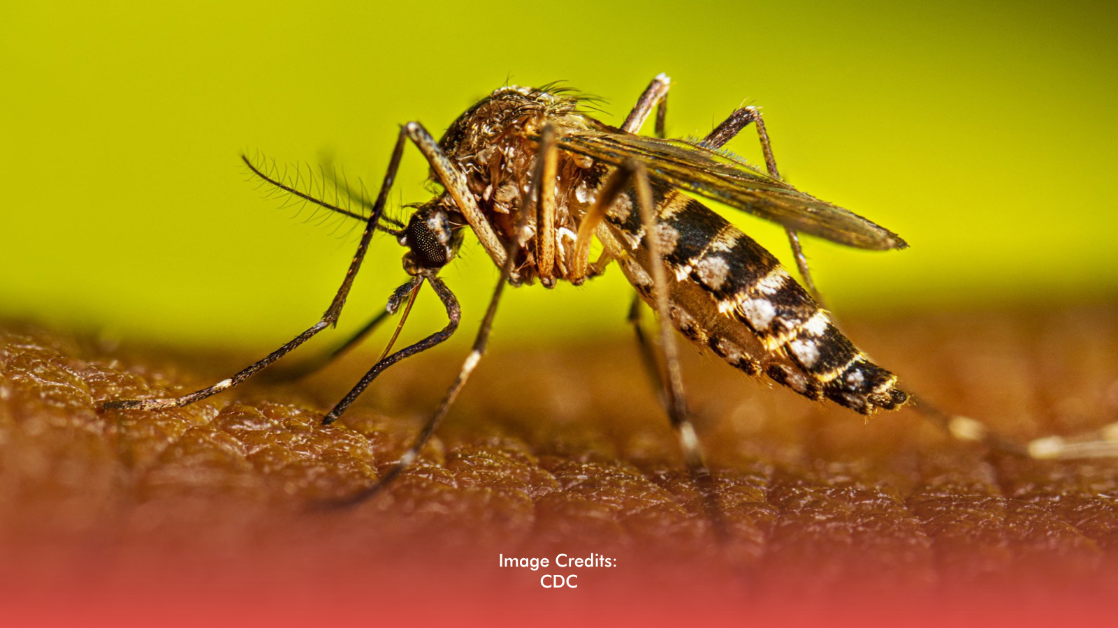 Bacolod Hospital Admits 50 Dengue Patients In Two Weeks; Respiratory Cases Rise Among Children